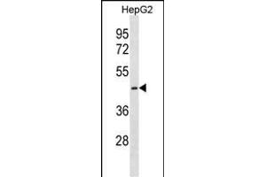 CTNS Antibody (C-term) (ABIN1881240 and ABIN2838391) western blot analysis in HepG2 cell line lysates (35 μg/lane). (CTNS 抗体  (C-Term))