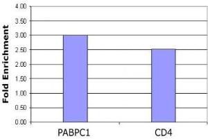 Histone H4 acetyl Lys5 antibody tested by ChIP analysis. (Histone H4 抗体  (acLys5))