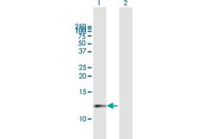 Western Blot analysis of CDK2AP1 expression in transfected 293T cell line by CDK2AP1 MaxPab polyclonal antibody. (CDK2AP1 抗体  (AA 1-115))