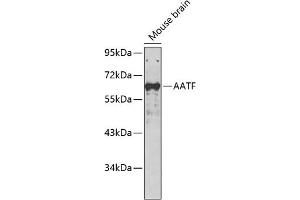 Western blot analysis of extracts of mouse brain, using AATF antibody (ABIN7265647). (AATF 抗体  (AA 7-100))