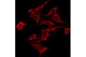 ABIN6276246 staining Hela by IF/ICC. (OR10S1 抗体  (Internal Region))
