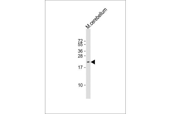 RAP2A antibody  (AA 16-38)