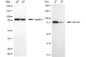Western blotting analysis using ZBTB33 antibody (ABIN7800890). (Recombinant ZBTB33 抗体)