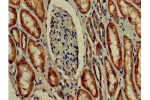 Immunohistochemistry of paraffin-embedded human kidney tissue using ABIN7172957 at dilution of 1:100 (TMIGD2 抗体  (AA 23-150))