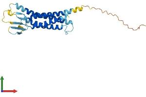 Protein Structure (PS) image for Claudin 8 (CLDN8) (AA 1-225) protein (His tag) (ABIN7553396)
