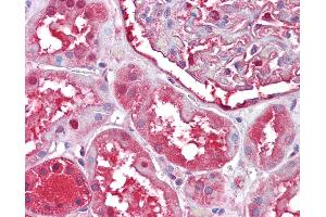 Anti-PRDX6 / Peroxiredoxin 6 antibody IHC of human kidney. (Peroxiredoxin 6 抗体)
