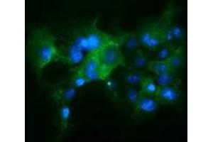 Immunofluorescence (IF) image for anti-Kelch-Like ECH-Associated Protein 1 (KEAP1) antibody (ABIN1499015) (KEAP1 抗体)