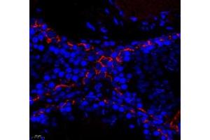 Immunofluorescence (Paraffin-embedded Sections) (IF (p)) image for anti-threonine Synthase-Like 2 (THNSL2) antibody (ABIN7075893)