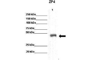 recombinant human ZP4 protein (ZP4 抗体  (N-Term))