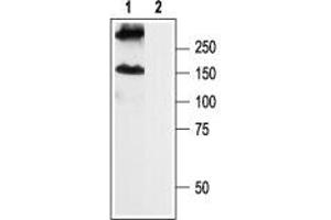 Western Blotting (WB) image for anti-gamma-aminobutyric Acid (GABA) B Receptor, 2 (GABBR2) (AA 875-894), (Intracellular) antibody (ABIN7043196)