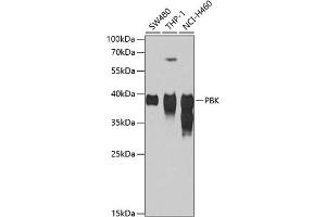 Western blot analysis of extracts of various cell lines, using PBK antibody (ABIN1682870, ABIN3019240, ABIN3019241 and ABIN6220784) at 1:1000 dilution. (PBK 抗体  (AA 1-322))