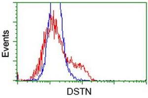 HEK293T cells transfected with either RC203419 overexpress plasmid (Red) or empty vector control plasmid (Blue) were immunostained by anti-DSTN antibody (ABIN2454399), and then analyzed by flow cytometry. (Destrin 抗体)