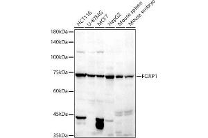 Western blot analysis of extracts of various cell lines, using FOXP1 antibody (ABIN6133710, ABIN6140758, ABIN6140760 and ABIN6216414) at 1:500 dilution. (FOXP1 抗体  (C-Term))