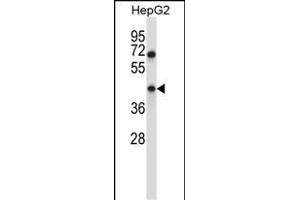 TMEM49 Antibody (C-term) (ABIN657482 and ABIN2846509) western blot analysis in HepG2 cell line lysates (35 μg/lane). (VMP1 抗体  (AA 377-406))