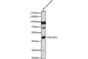Western blot analysis of extracts of Mouse brain, using B3GNT2 antibody (ABIN7271203) at 1:1000 dilution. (B3GNT2 抗体)