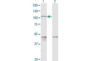 Western Blot analysis of PCDHGC5 expression in transfected 293T cell line by PCDHGC5 monoclonal antibody (M08), clone 3A6. (PCDHGC5 抗体  (AA 467-575))
