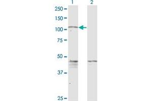 Western Blot analysis of PCDHGC5 expression in transfected 293T cell line by PCDHGC5 monoclonal antibody (M08), clone 3A6. (PCDHGC5 抗体  (AA 467-575))