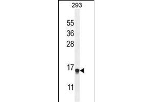 ENSA Antibody (Center) (ABIN654413 and ABIN2844151) western blot analysis in 293 cell line lysates (35 μg/lane). (Ensa 抗体  (AA 39-66))