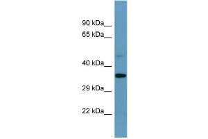 Western Blotting (WB) image for anti-Speedy Homolog E1 (SPDYE1) (C-Term) antibody (ABIN2787424) (SPDYE1 抗体  (C-Term))