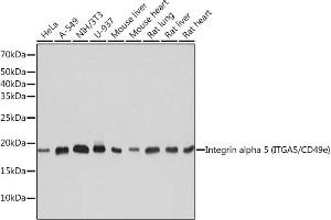 Western blot analysis of extracts of various cell lines, using Integrin alpha 5 (ITG/CD49e) (ITG/CD49e) antibody (ABIN7267936) at 1:1000 dilution. (ITGA5 抗体)