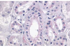 Anti-LPAR4 / GPR23 antibody  ABIN1049015 IHC staining of human kidney. (LPAR4 抗体  (Cytoplasmic Domain))