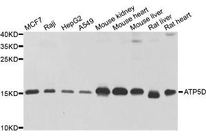Western blot analysis of extracts of various cell lines, using ATP5D antibody. (ATP5F1D 抗体)
