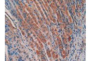 IHC-P analysis of Mouse Stomach Tissue, with DAB staining. (APC 抗体  (AA 2636-2845))