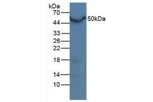 Western Blotting (WB) image for anti-Nuclear Receptor Subfamily 1, Group H, Member 3 (NR1H3) (AA 93-432) antibody (ABIN7440743)