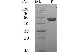 EFNA4 Protein (Fc Tag)