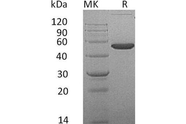 EFNA4 Protein (Fc Tag)