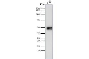 Western Blot Analysis of Raji cell lysate using CD79a Rabbit Recombinant Monoclonal Antibody (IGA/1790). (Recombinant CD79a 抗体  (AA 202-216))