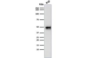 Western Blotting (WB) image for anti-B-cell antigen receptor complex-associated protein alpha chain (CD79A) (AA 202-216) antibody (ABIN6941270)