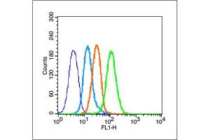 MCF-7 cells probed with Estrogen Receptor alpha Antibody, unconjugated  at 1:100 dilution for 30 minutes compared to control cells (blue) and isotype control (orange) (Estrogen Receptor alpha 抗体  (AA 331-360))
