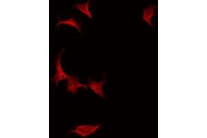 ABIN6275204 staining Hela by IF/ICC. (LRG1 抗体  (C-Term))