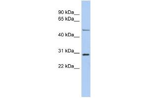 WB Suggested Anti-POU3F3 Antibody Titration:  0. (POU3F3 抗体  (N-Term))