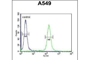 KLHL9 Antibody (Center) (ABIN651366 and ABIN2840204) flow cytometric analysis of A549 cells (right histogram) compared to a negative control cell (left histogram). (KLHL9 抗体  (AA 299-326))