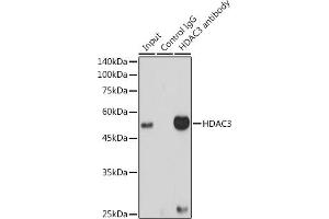 Immunoprecipitation analysis of 300 μg extracts of HeLa cells using 3 μg HD antibody . (HDAC3 抗体)