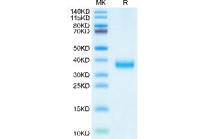SDS-PAGE (SDS) image for SARS-CoV-2 Spike (B.1.617.2 - delta plus), (RBD) protein (His tag) (ABIN7274490)