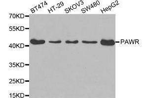 Western blot analysis of extracts of various cell lines, using PAWR antibody. (PAWR 抗体)
