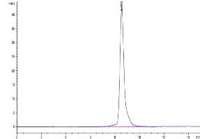 The purity of Biotinylated Human NKG2A is greater than 95 % as determined by SEC-HPLC. (KLRC1 Protein (AA 100-233) (His-Avi Tag,Biotin))