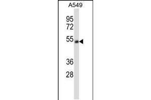 Western blot analysis in A549 cell line lysates (35ug/lane). (CHRNA5 抗体  (AA 187-216))