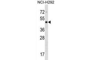 Western Blotting (WB) image for anti-Cytohesin 4 (CYTH4) antibody (ABIN2998789) (Cytohesin 4 抗体)