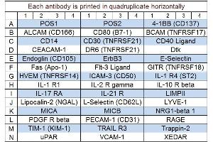 Image no. 1 for Human Receptor Array Q1 (ABIN625751)