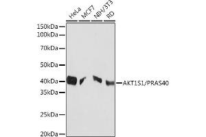 Western blot analysis of extracts of various cell lines, using S1/S1/PR Rabbit mAb (ABIN1683202, ABIN3017773, ABIN3017774 and ABIN7101524) at 1:1000 dilution. (PRAS40 抗体)