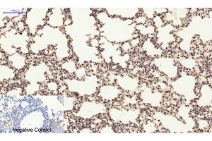 Immunohistochemical analysis of paraffin-embedded mouse lung tissue. (PI3K p85 alpha/gamma 抗体)