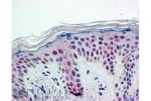 ABIN185079 (5 µg/mL) staining of paraffin embedded Human Skin. (PTBP1 抗体  (N-Term))