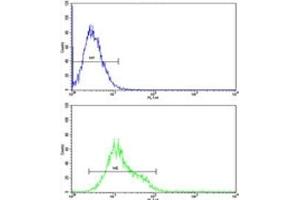 ULK1 antibody flow cytometric analysis of K562 cells (green) compared to a negative control (blue). (ULK1 抗体)