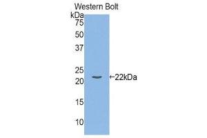 Western Blotting (WB) image for anti-Interleukin 1, beta (IL1B) (AA 118-269) antibody (ABIN3208367) (IL-1 beta 抗体  (AA 118-269))