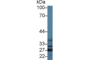 Western Blot; Sample: Mouse Liver lysate; Primary Ab: 1µg/ml Rabbit Anti-Mouse SFXN1 Antibody Second Ab: 0. (SFXN1 抗体  (AA 2-102))