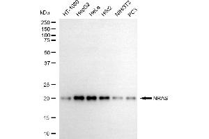 anti-GTPase NRas (NRAS) antibody